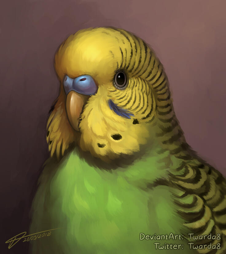 Budgerigar portrait, private commission